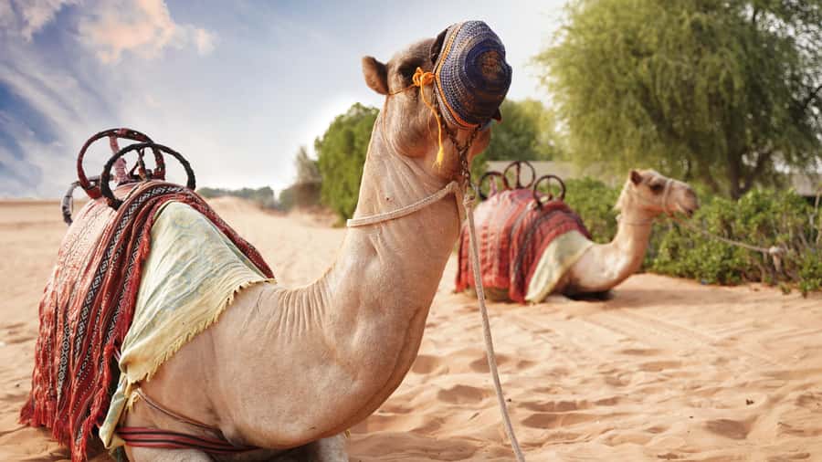 Dubai Desert Adventure: Red Dunes Guided Quad/Polaris & BBQ - BBQ dinner, drinks, and evening shows