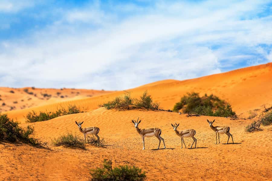Dubai Desert Morning Drive with Wildlife Experience - Key points to know before booking