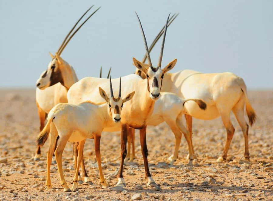 Dubai Desert Morning Drive with Wildlife Experience - Dune bashing brings the action early