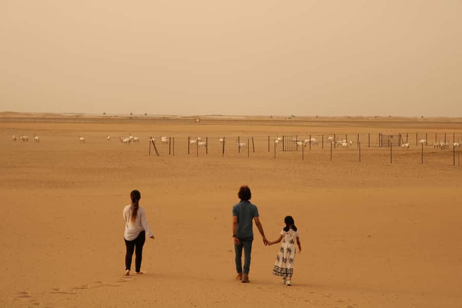 Dubai Desert Morning Drive with Wildlife Experience - Al Qudra Lakes add birds and a slower pace
