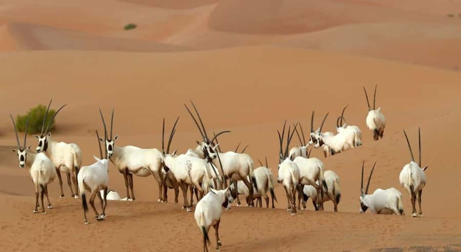 Dubai Desert Morning Drive with Wildlife Experience - Who will get the most from this tour?