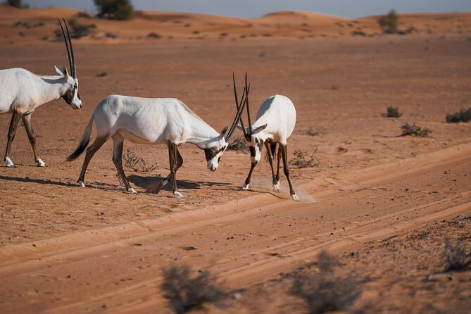 Dubai Desert Safari: Camel Ride, Sandboarding, BBQ & House Drinks - Families, children, and practical comfort