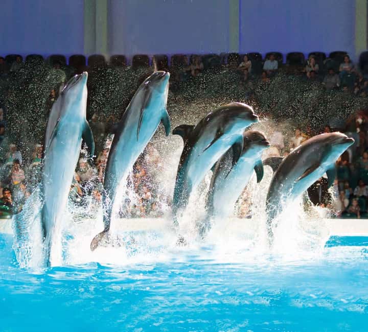 Dubai: Dubai Dolphinarium Dolphin, Seal & Bird Show Tickets - Key points to know before you book