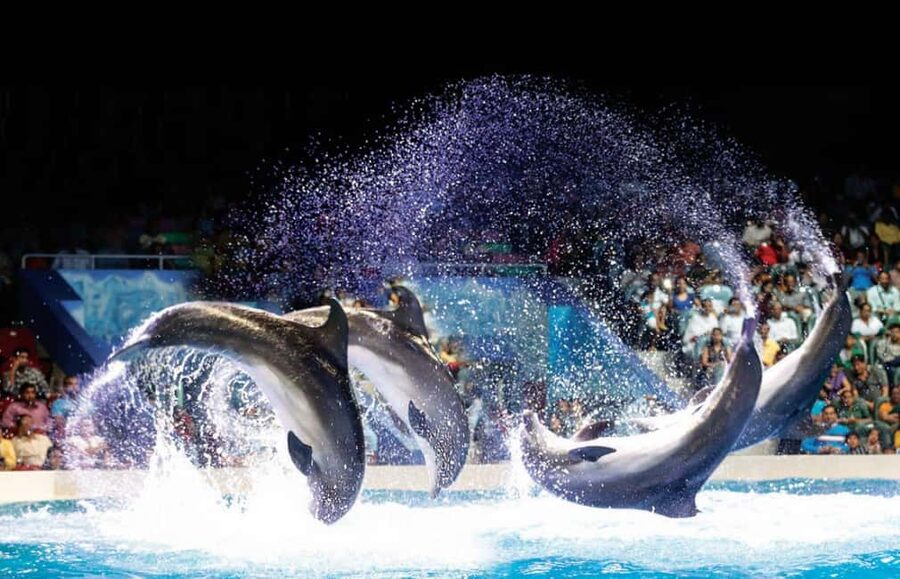 Dubai: Dubai Dolphinarium Dolphin, Seal & Bird Show Tickets - What the Dubai Dolphinarium visit is really like