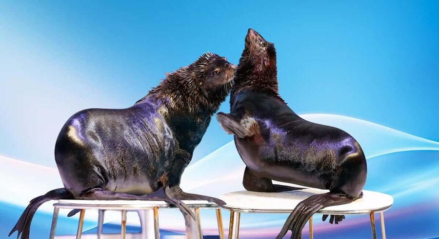 Dubai: Dubai Dolphinarium Dolphin, Seal & Bird Show Tickets - Why the marine show works for families