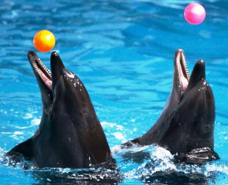 Dubai: Dubai Dolphinarium Dolphin, Seal & Bird Show Tickets - Who will enjoy this most