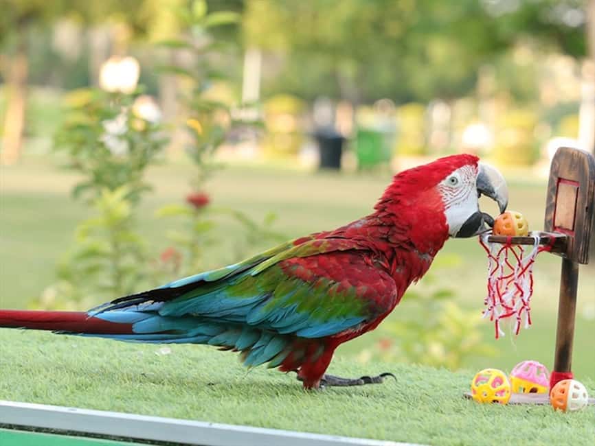Dubai: Dubai Dolphinarium Dolphin, Seal & Bird Show Tickets - The Dolphin and Seal Show is the clear highlight