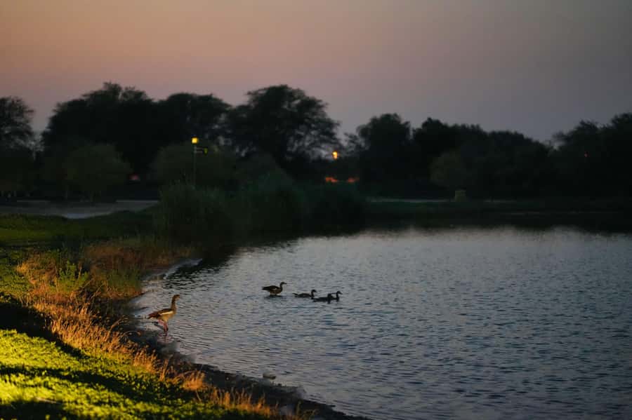 Dubai: Evening Desert Safari with Camel Ride & Stargazing - A short camel ride by oil lamp