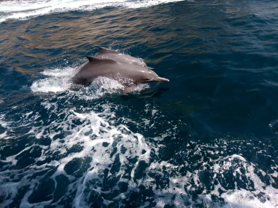 Dubai: Full-Day Sea Safari to Musandam - Who should book this Musandam day trip?
