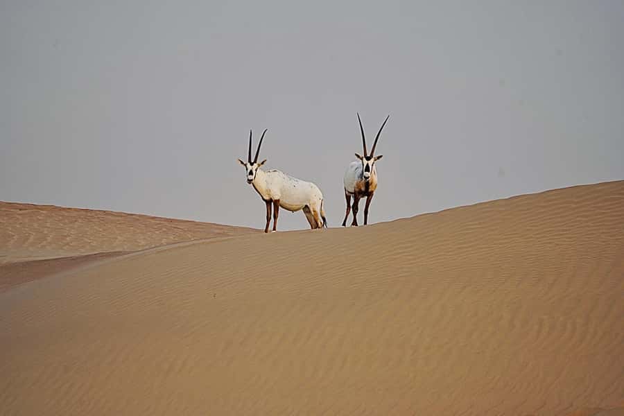 Dubai: Half-Day Camel Trekking with Al Marmoom Breakfast - Breakfast in a Bedouin setting