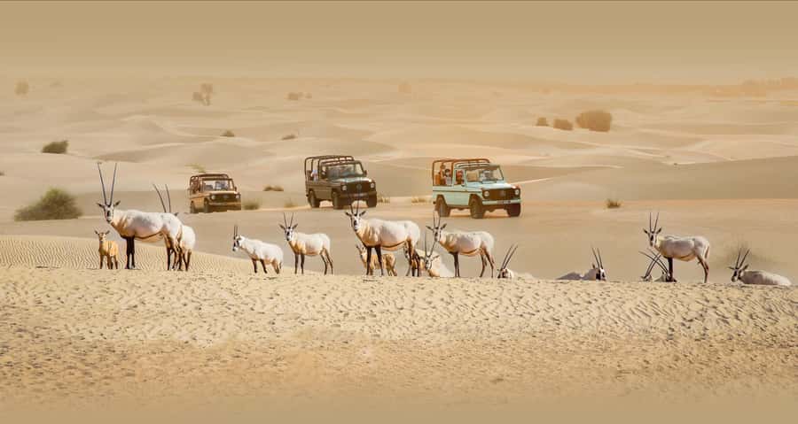 Dubai: Heritage Safari, Camel Ride & Al Marmoom Oasis Dinner - Riding the vintage Mercedes G-Class through Al Marmoom