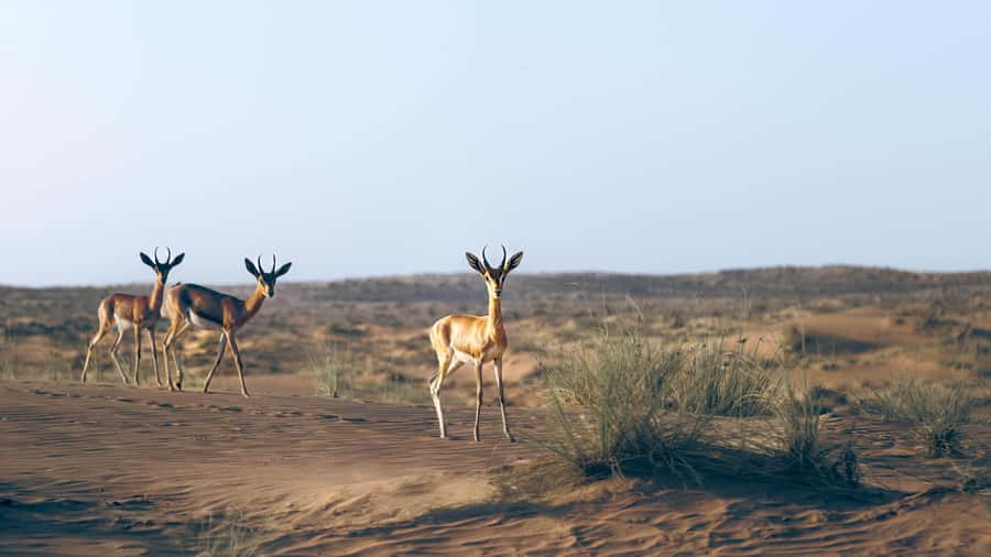 Dubai: Heritage Safari in Vintage Land Rover with Dinner - Why this safari feels different from Dubai’s usual desert outing