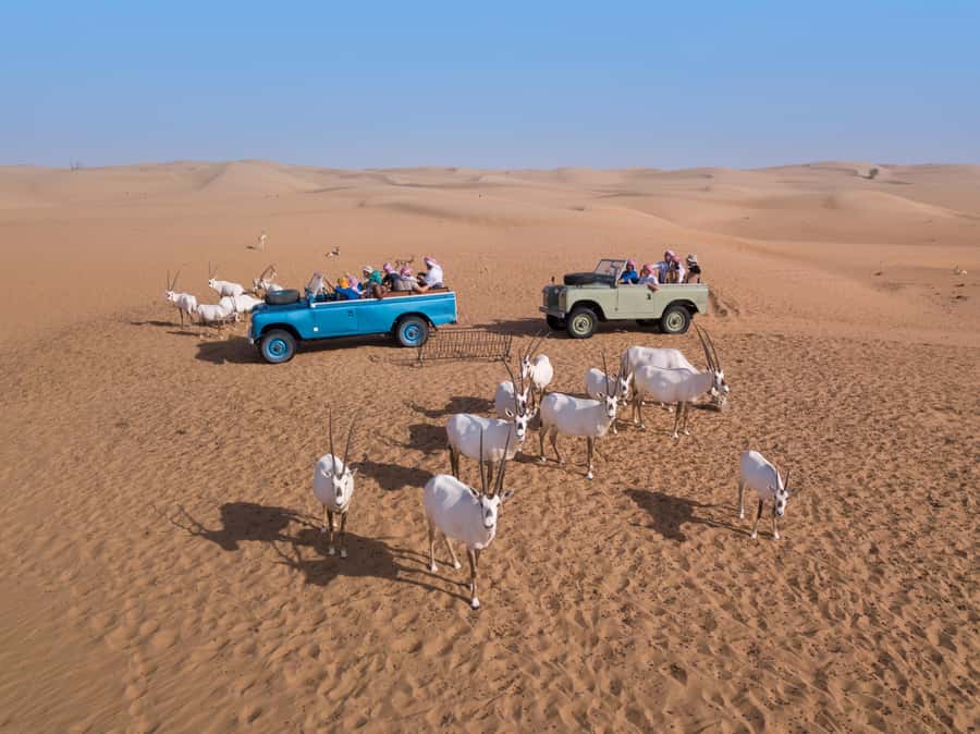 Dubai: Heritage Safari in Vintage Land Rover with Dinner - Drumming, Yola, shisha, and a sky full of stars