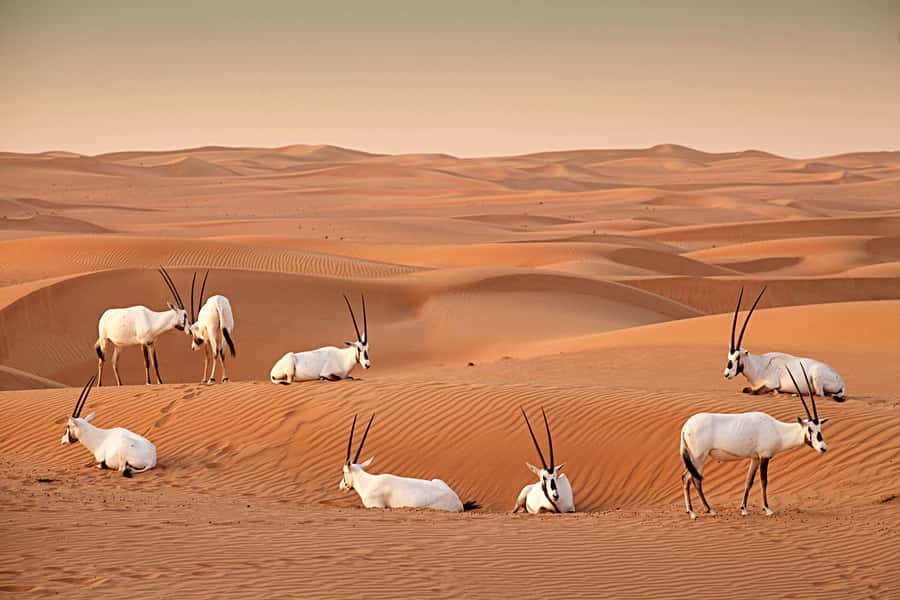 Dubai: Hot Air Balloon with Camel, ATV, & Horse Ride Options - The price, cancellation terms, and practical value