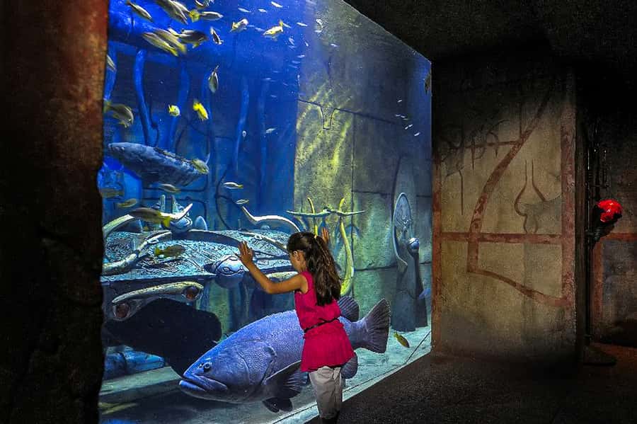 Dubai: Lost Chambers Aquarium Entry Ticket - Plan around the feeding talks and shows