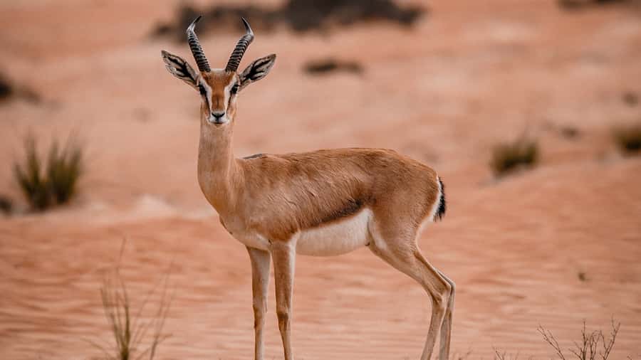 Dubai: Premium Desert Safari, Camel Ride, BBQ & Sandboarding - Sunset drinks and wide desert views