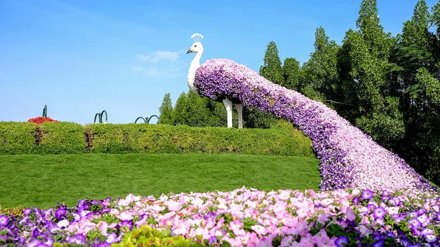 Dubai: Private Dubai Flora and Fauna Trip - Leaving Dubai by private air-conditioned vehicle