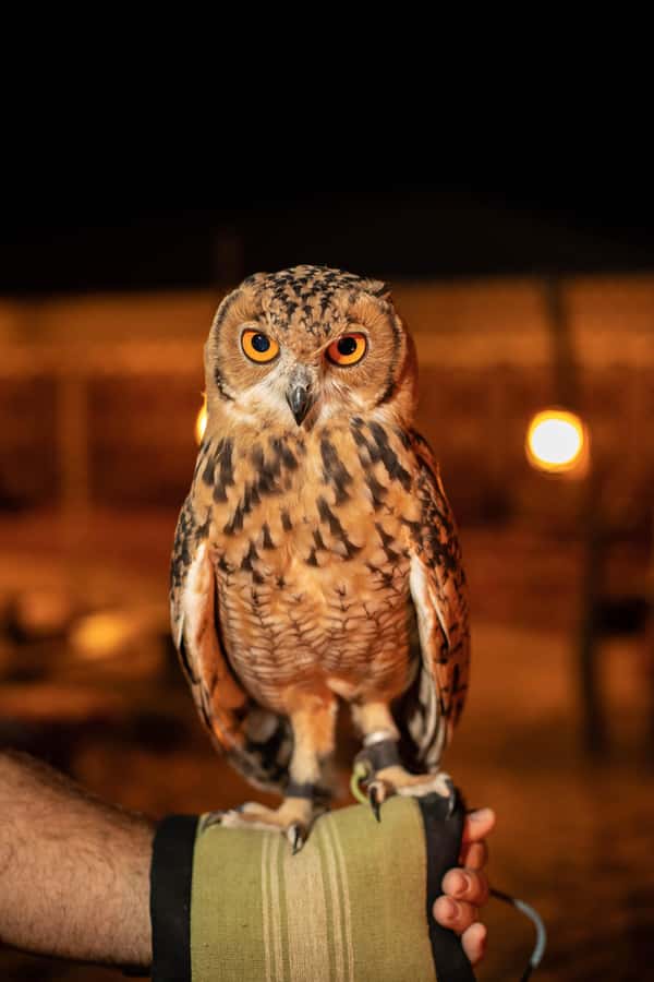 Dubai: Private Night Safari & Astronomy with 3-Course Dinner - What the $816 price really buys