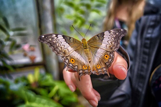 Dubai: Skip-The-Line Ticket to Butterfly Garden - A welcome escape from Dubai’s heat