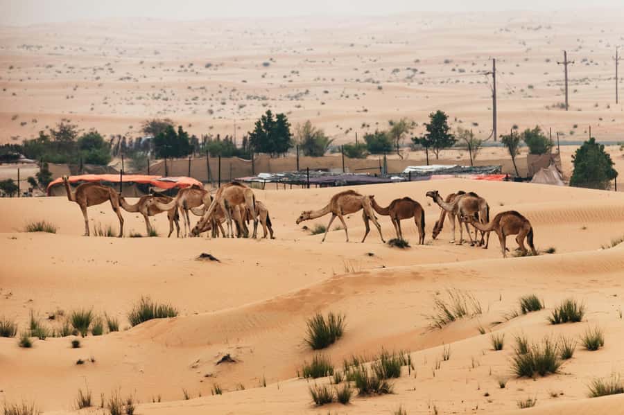 Dubai: Sunrise Balloon Flight with Camel Ride & Breakfast - Who should book this morning