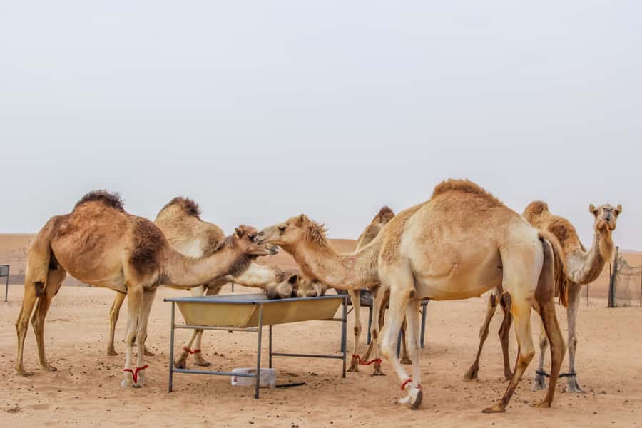 Dubai Sunrise Desert Camel Trek with Breakfast - Should you book the Dubai sunrise camel trek?