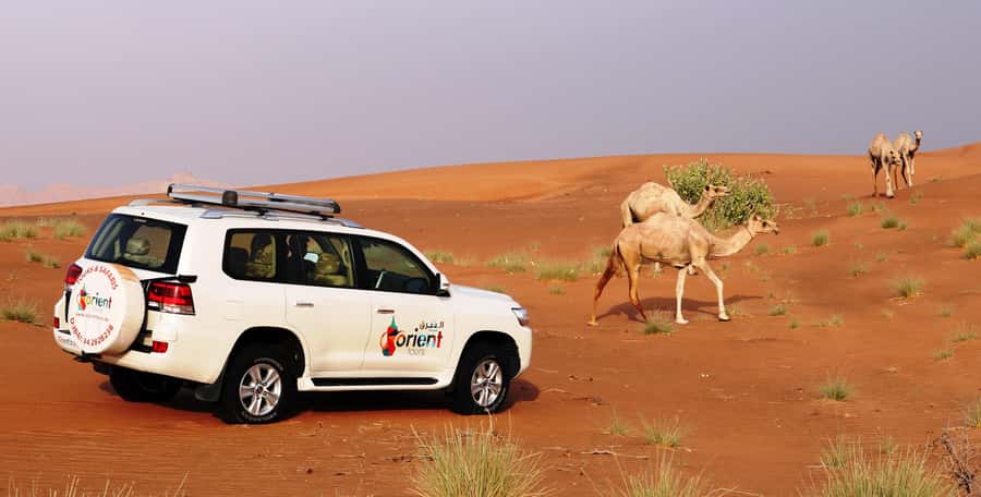 Dubai Sunrise Desert Camel Trek with Breakfast - A sunrise start from Dubai