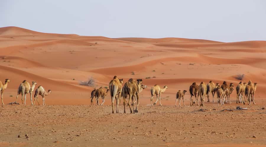 Dubai Sunrise Desert Camel Trek with Breakfast - Forty minutes on a camel