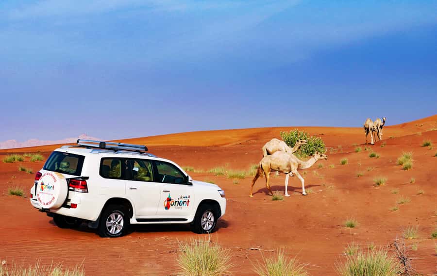 Dubai Sunrise Desert Camel Trek with Breakfast - A short red-dune drive