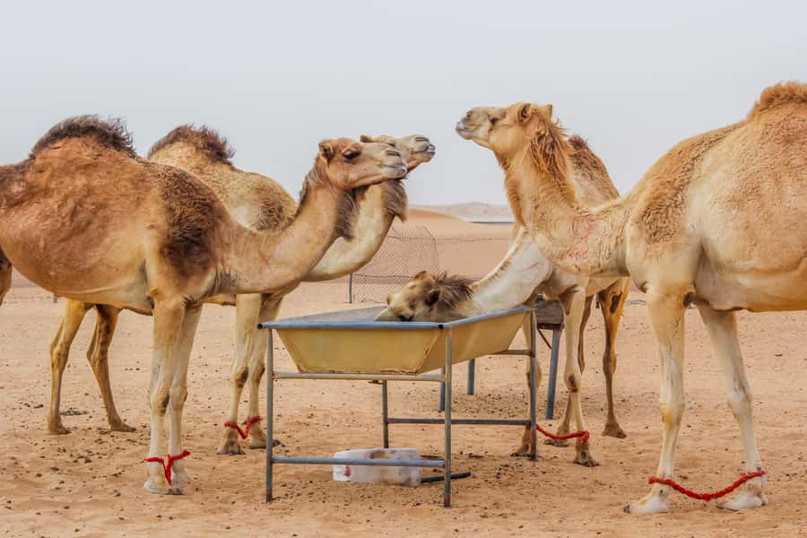 Dubai Sunrise Desert Camel Trek with Breakfast - Reaching Lahbab before sunrise