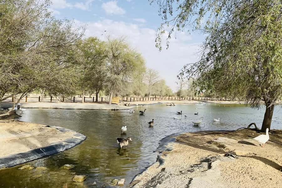 Dubai: Sunrise Desert Jeep Safari with Wildlife Experience - Arabian oryx and the wildlife element