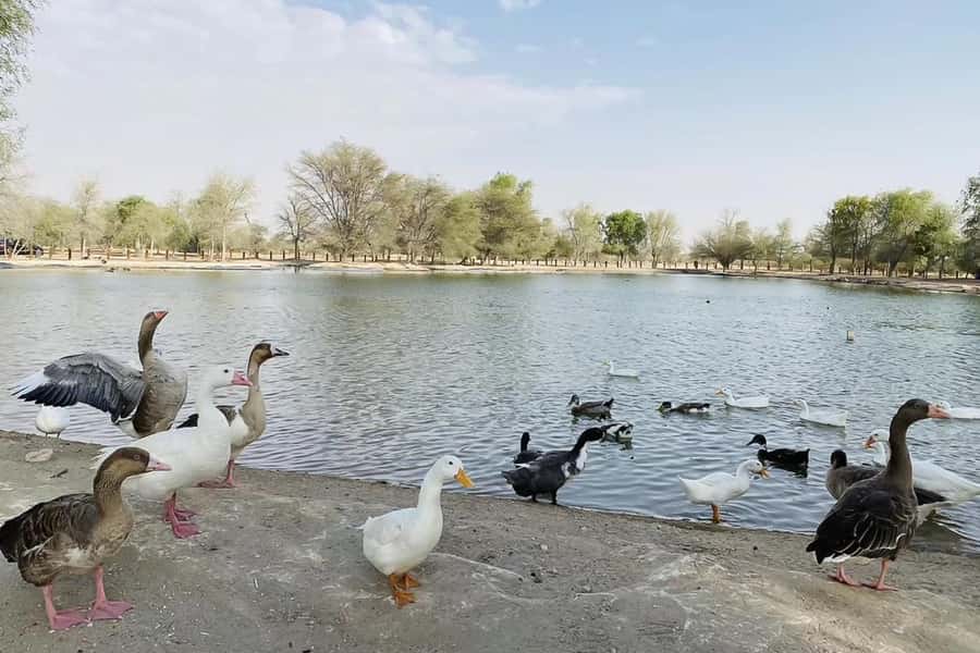 Dubai: Sunrise Desert Jeep Safari with Wildlife Experience - Is $51 good value?