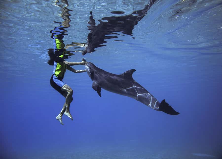 Dubai: Swim with Dolphins at Atlantis Waterpark - Key points to know before you book