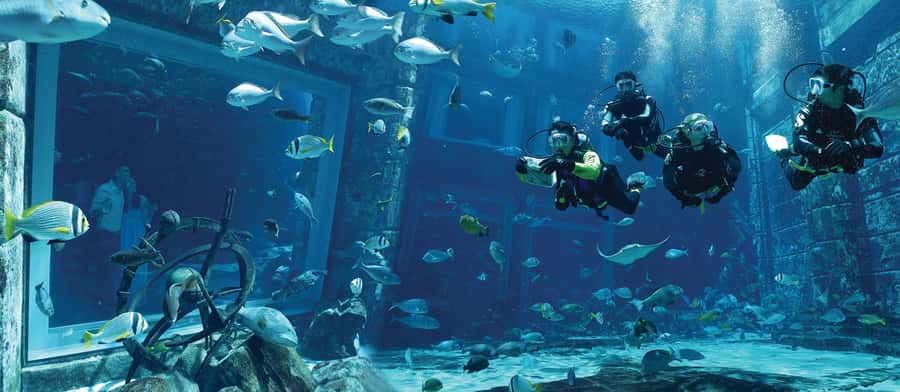 Dubai: The Lost Chambers Aquarium Atlantis Diving Experience - Entering the Ambassador Lagoon at Atlantis Dubai