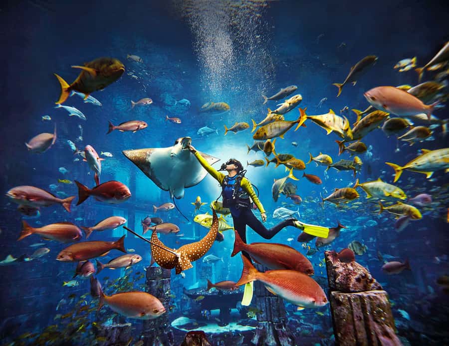 Dubai: The Lost Chambers Aquarium Atlantis Diving Experience - What the 1-to-1 instruction adds