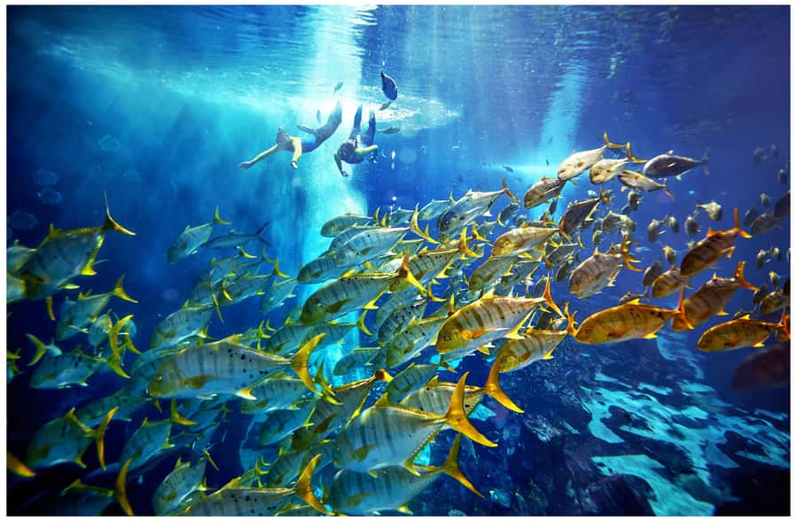 Dubai: The Lost Chambers Aquarium Snorkeling Experience - Key points to know before booking