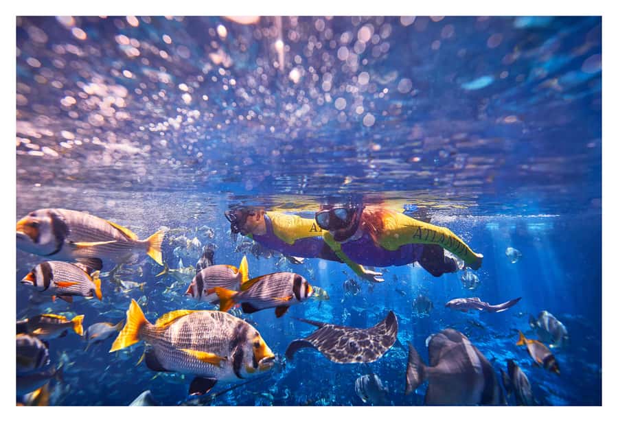 Dubai: The Lost Chambers Aquarium Snorkeling Experience - What the Lost Chambers snorkeling experience is really like