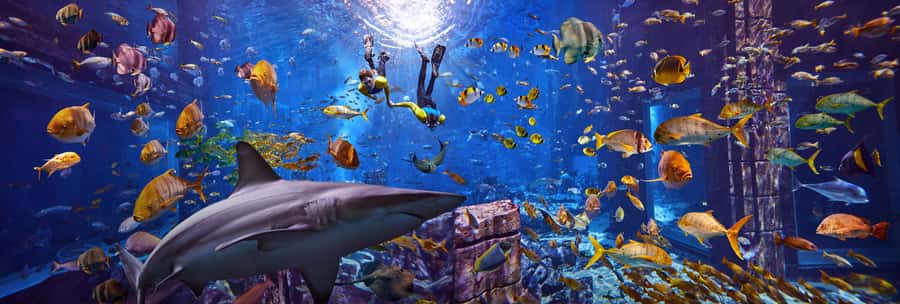 Dubai: The Lost Chambers Aquarium Snorkeling Experience - The safety briefing comes first