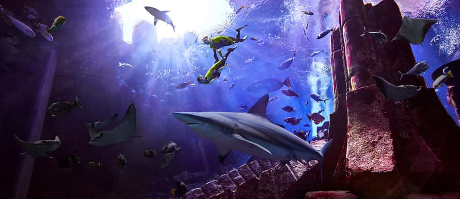 Dubai: The Lost Chambers Aquarium Snorkeling Experience - Arriving at The Lost Chambers Aquarium