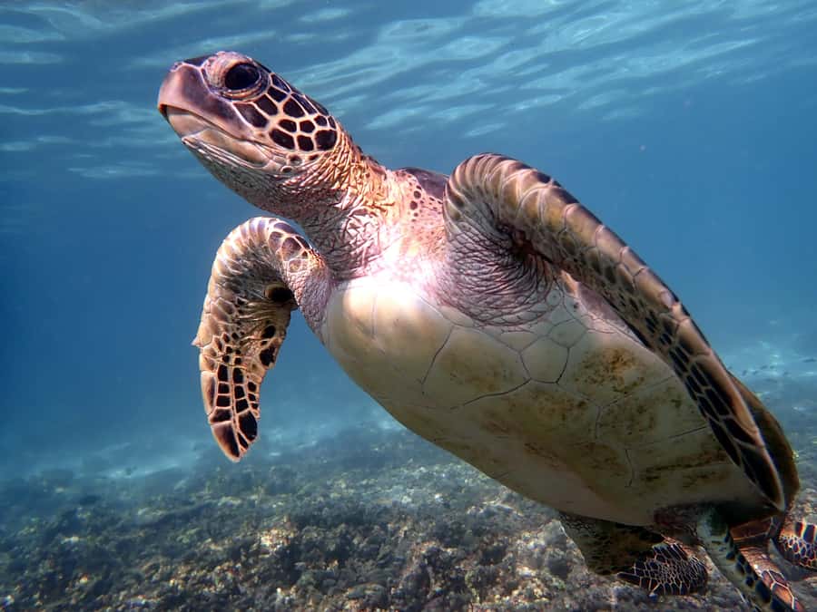From Al-Seeb: Dimaniyat Islands Boat Trip with Snorkeling - Key points to know before you book