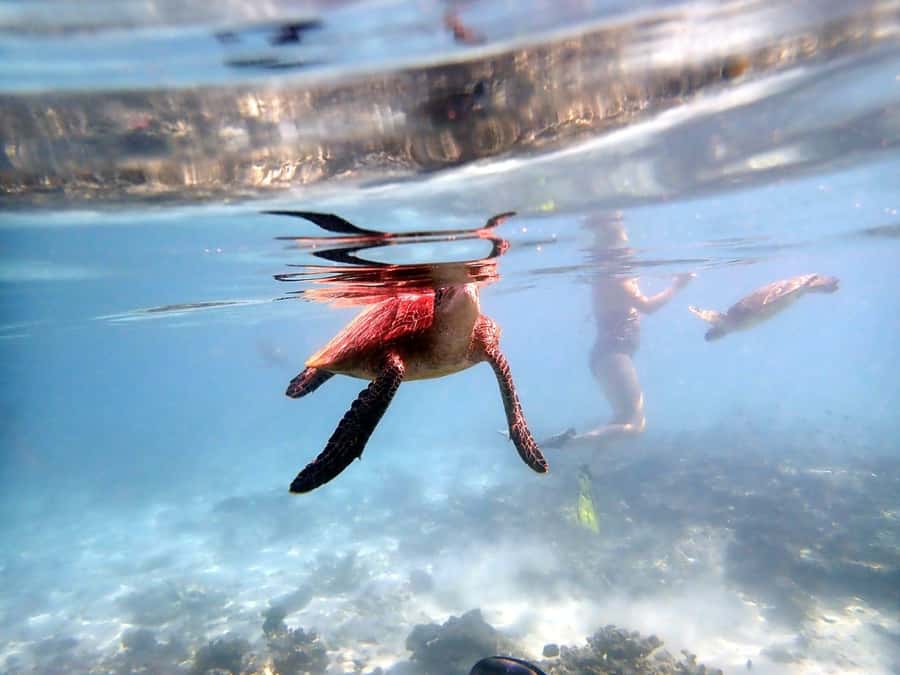 From Al-Seeb: Dimaniyat Islands Boat Trip with Snorkeling - Turtle City is the most reliable wildlife stop