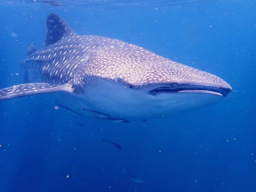 From Al-Seeb: Dimaniyat Islands Boat Trip with Snorkeling - Black Tip adds rays, sharks, and a little luck