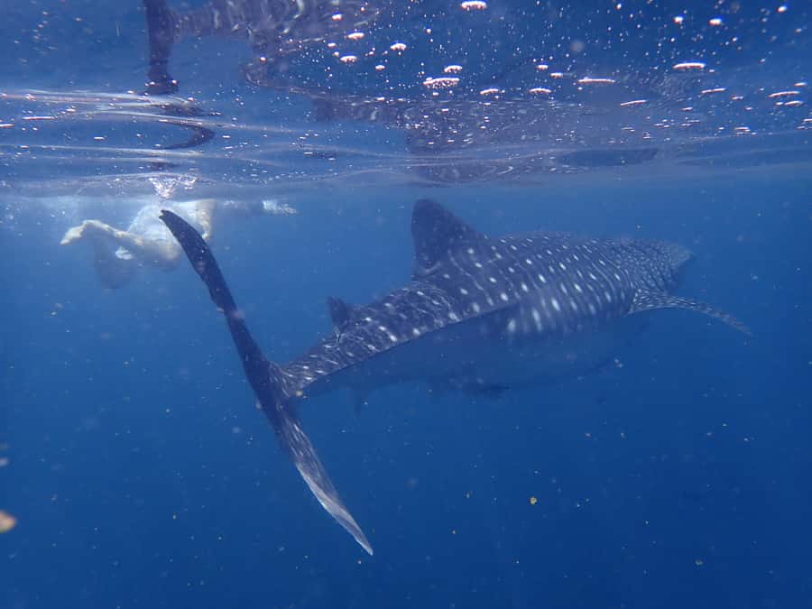 From Al-Seeb: Dimaniyat Islands Boat Trip with Snorkeling - The reserve is best for active, close-up viewing