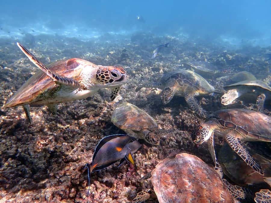 From Al-Seeb: Dimaniyat Islands Boat Trip with Snorkeling - The safety briefing makes the first swim easier