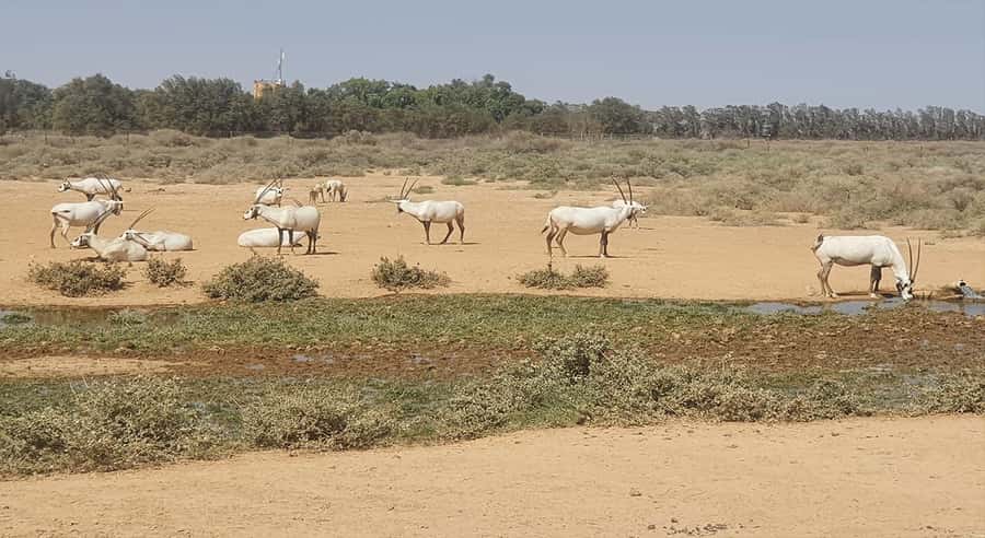 From Amman: Desert Castles of Eastern Jordan Tour - Adding the Azraq Wetland Reserve