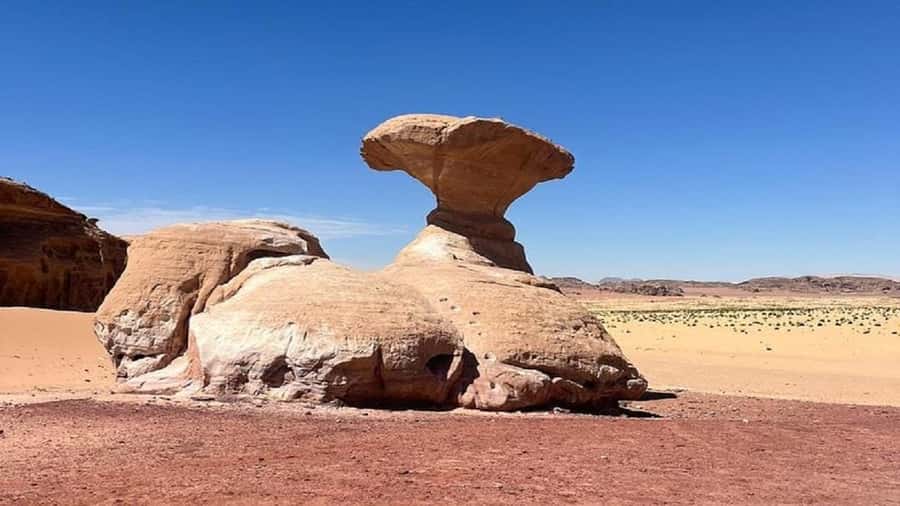 From Amman: Petra & Wadi Rum Private or group Day Tour - Should you book it?