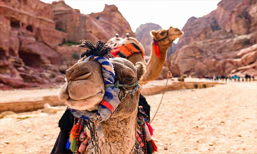 From Amman: Private Petra Day Trip with Guide - Why this private Petra day trip works from Amman