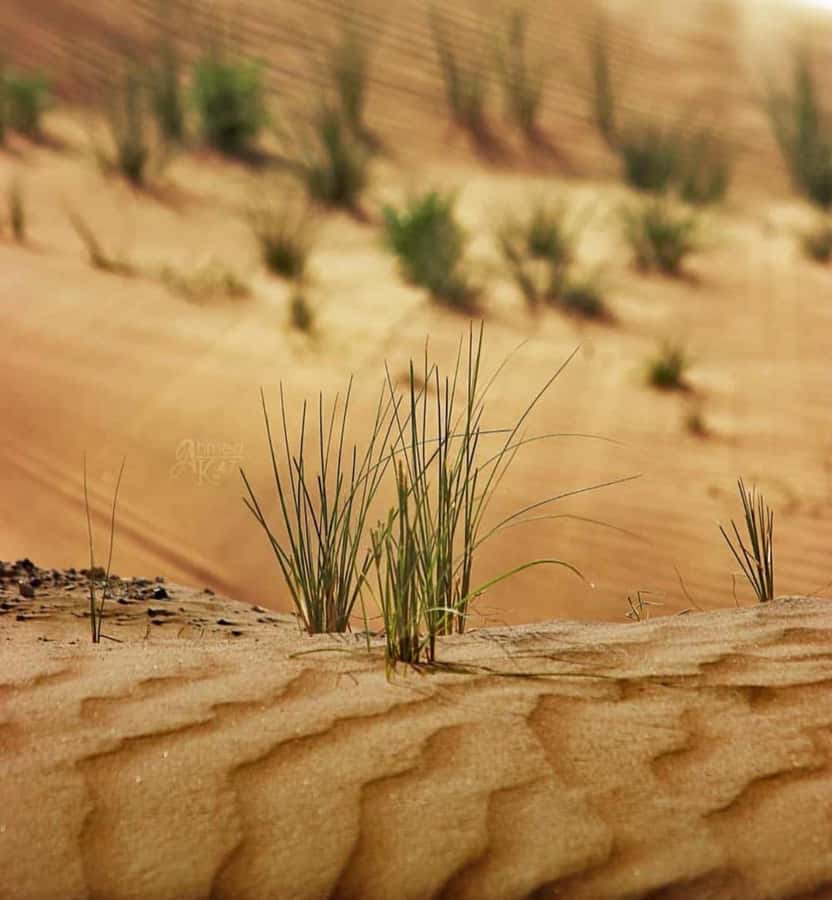 From Doha: Sunrise or Sunset Safari with Sand Boarding - Who should book this desert safari?