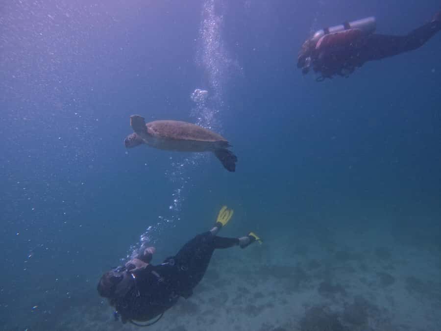From Dubai: 2 Dives for Certified Divers with BBQ & Transfer - What the first one-hour session is like