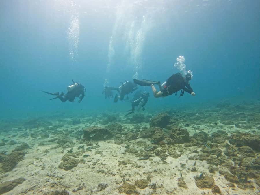 From Dubai: 2 Dives for Certified Divers with BBQ & Transfer - The second session and the small details