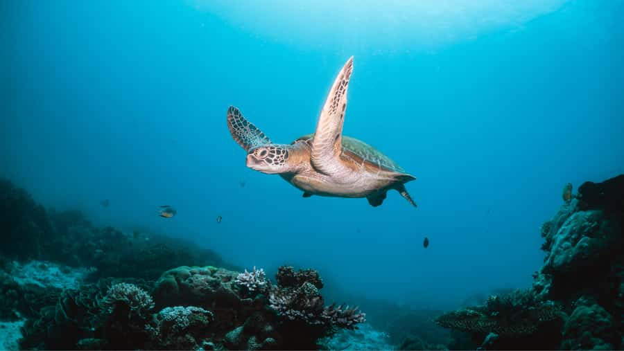 From Dubai: Discovery Scuba Diving & Snorkeling In Fujairah - From Dubai to Dibba, Fujairah